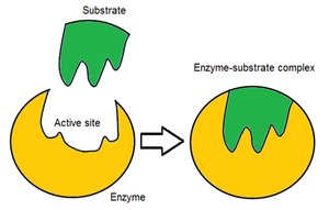 Diagram of enzyme action and substrate binding