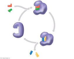 Diagram of enzyme denaturation