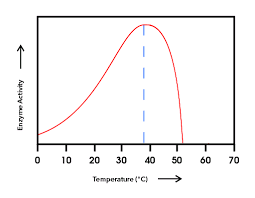 Graph of enzyme activity versus temperature