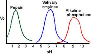 Effect of heavy metal concentration on enzyme activity