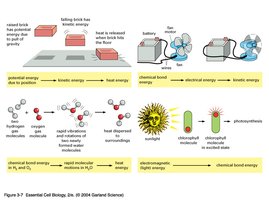 Diagram of various energy conversions in biological and physical systems