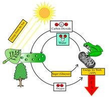 Photosynthesis and cellular respiration cycle