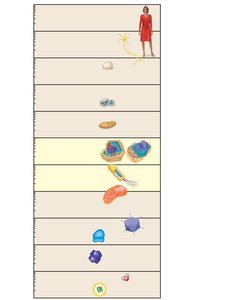 Size ranges of biological structures