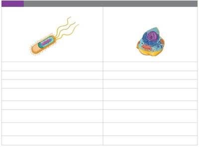 Comparison of prokaryotic and eukaryotic cells