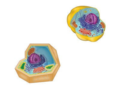Idealized animal and plant cells