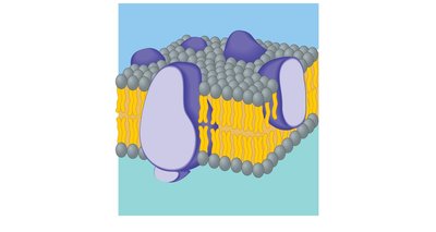 Fluid mosaic model of membrane