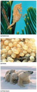 Examples of direct development: seahorses, snails, polar bears