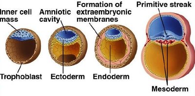 Formation of extraembryonic membranes and embryonic disk