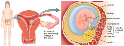 Embryo and placenta with umbilical cord formation