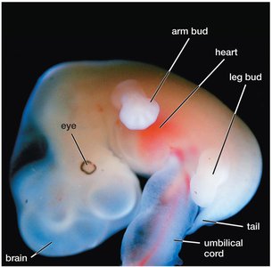 Human embryo with tail, umbilical cord, and developing organs