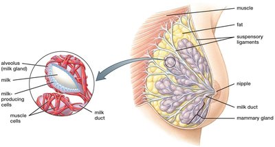 Structure of the human breast and mammary glands