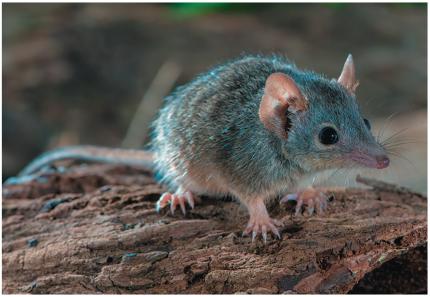 Marsupial mouse, an example of programmed aging