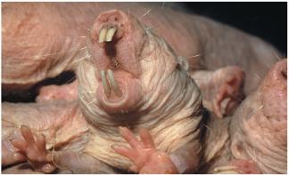 Naked mole rat, an example of negligible senescence