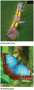 Examples of indirect development: caterpillar (larva) and butterfly (adult)