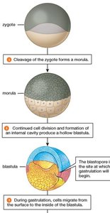Stages from zygote to blastula and gastrulation