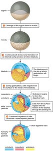 Detailed stages of cleavage, blastula, and gastrulation with tissue layers