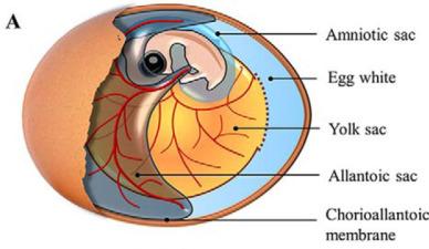 Structure of the amniotic egg with extraembryonic membranes