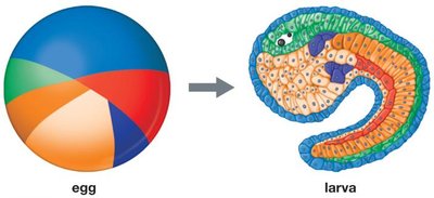 Egg cytoplasm regions and fate mapping