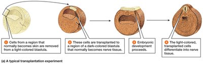 Transplantation experiment showing induction in embryonic development