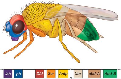 Homeobox gene expression in fruit fly body segments