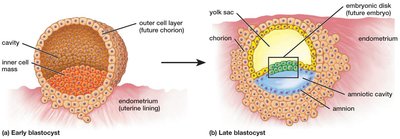 Blastocyst structure and implantation in the uterus