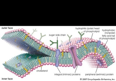Diagram of the plasma membrane showing phospholipids, proteins, cholesterol, and carbohydrates