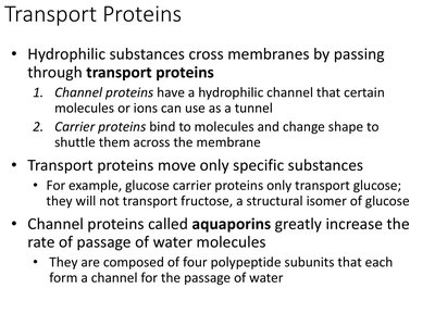 Slide explaining transport proteins, channel proteins, and aquaporins