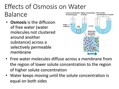 Diagram showing osmosis and water movement across a membrane