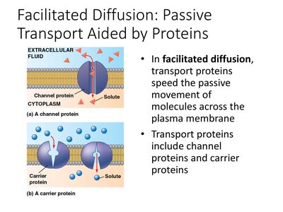 Slide explaining active transport and the sodium-potassium pump