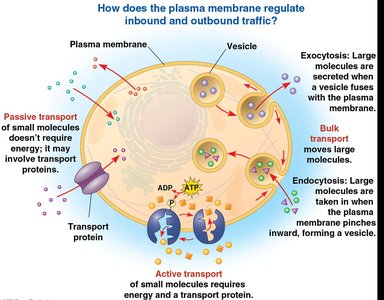 Diagram showing passive, active, and bulk transport across the plasma membrane