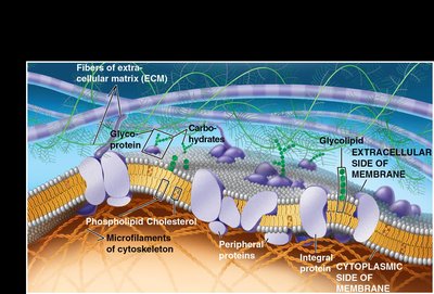 Fluid mosaic model of the plasma membrane