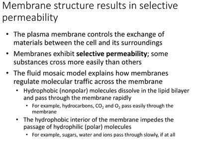 Slide summarizing selective permeability of the plasma membrane