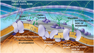 Diagram of the fluid mosaic model showing membrane components