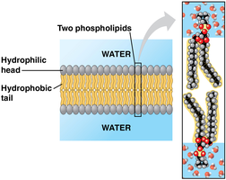 Phospholipid bilayer with hydrophilic heads and hydrophobic tails