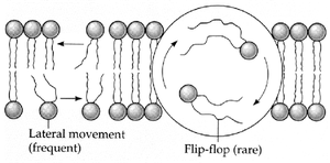 Lateral movement and flip-flop of phospholipids in the membrane