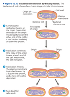 Diagram of bacterial cell division by binary fission