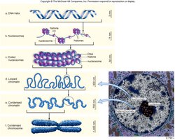 Levels of DNA packaging from double helix to condensed chromosome