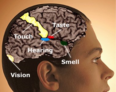 Diagram of brain regions for touch, hearing, vision, and taste