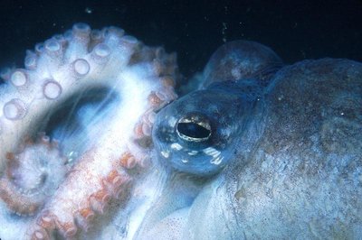 Eye of a cephalopod mollusc (octopus)