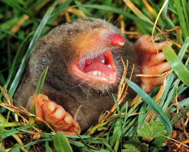 Eastern American mole with vestigial eyes