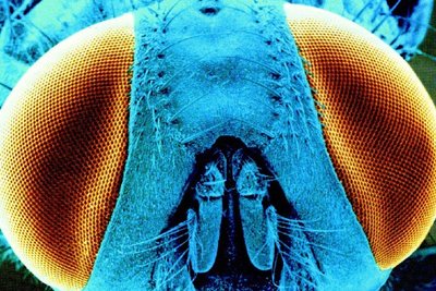 Close-up of compound eye showing ommatidia