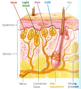 Cross-section of skin showing mechanoreceptors for heat, touch, pain, cold, hair movement, and pressure