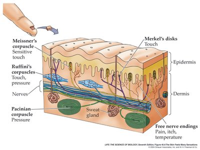 Diagram of skin showing Meissner's corpuscle, Merkel's disk, Ruffini corpuscle, Pacinian corpuscle, and free nerve endings
