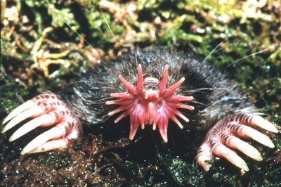 Star-nosed mole with specialized tactile appendages