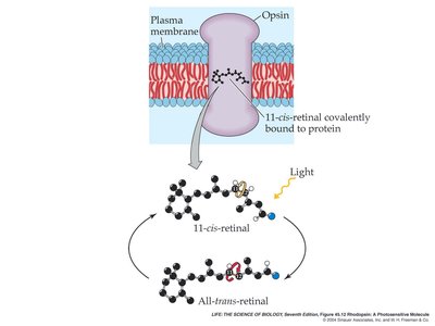 Diagram of rhodopsin structure and retinal isomerization upon light absorption