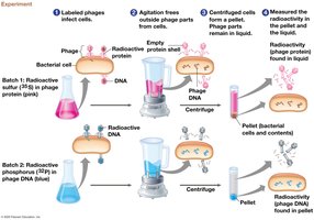 Hershey-Chase experiment