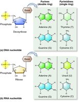 Structure of DNA and RNA nucleotides