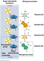 DNA nucleotide structure and base pairing