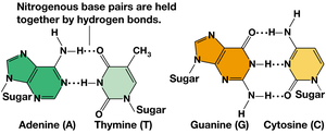 Base pairing in DNA