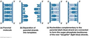 DNA replication: template mechanism
